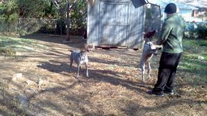 Chris McKinzie gsp playing ball