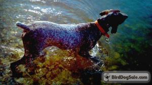 Chris McKinzie birddogsale